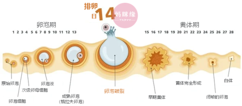 排卵日 月经周期图示 妈眯缘