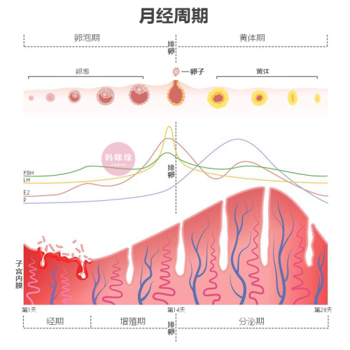 月经周期 menstruation 排卵日 月经周期图示 经期 增殖期 分泌期 妈眯缘