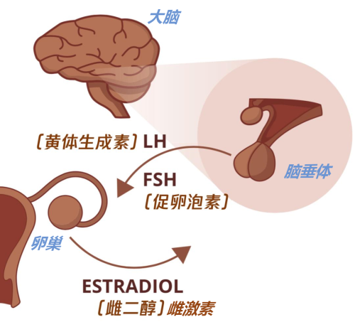 脑垂体分泌黄体生成素LH促进促卵泡激素分泌.png