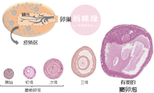 卵泡的发育过程001 妈眯缘_1.png