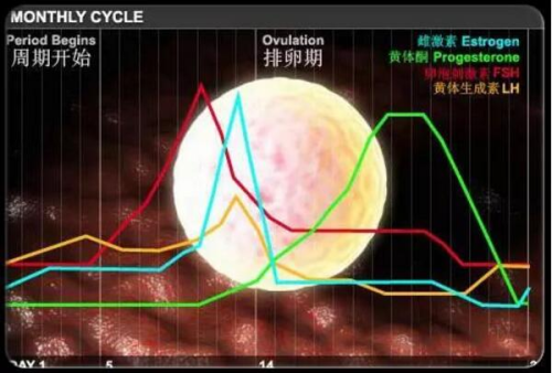 排卵期 性激素变化.png