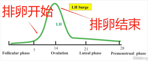LH 排卵 关系 性激素六项 001.png
