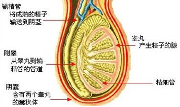 梗阻性无精子症