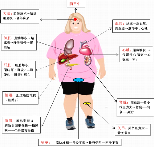 肥胖危害_1