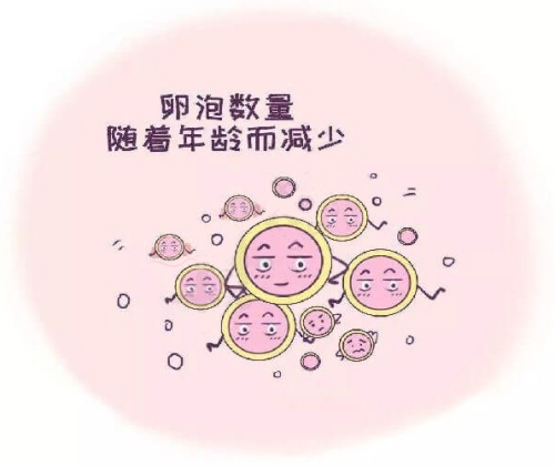 大龄女性的卵子情况随着年龄逐渐下降 漫画