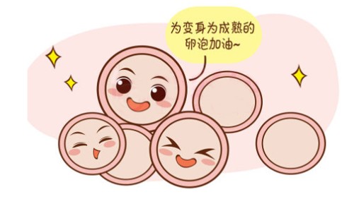 优势卵泡 为变身为成熟卵泡加油 漫画_1