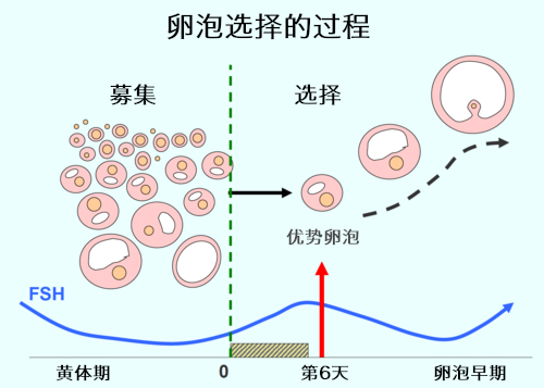 卵泡选择的过程 Process of Fillicle selection