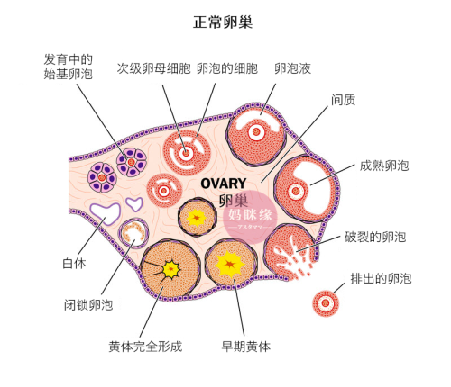 卵泡生成 卵泡发育 妈眯缘
