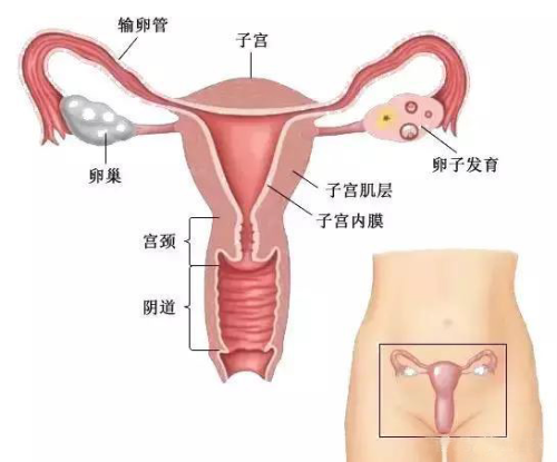 女性生殖道