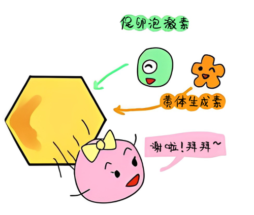 黄体化未破裂卵泡综合征 漫画 003.png