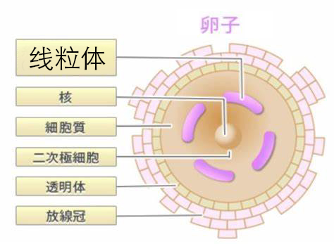 卵子老化 线粒体001.jpg