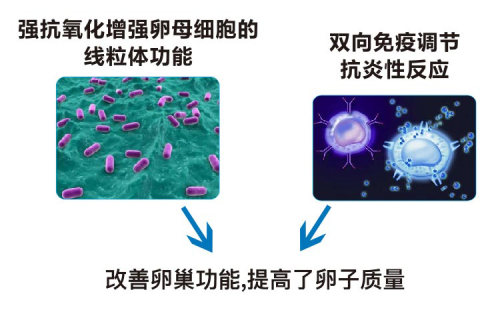 强抗氧化增强卵母细胞的线粒体功能双向免疫调节抗炎性反应改善卵巢功能，提高了卵子质量