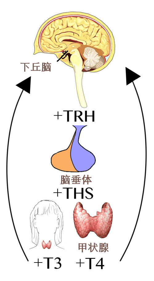 Hypothalamic-Pituitary-Thyroid-Axis-Graphic_1.png