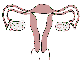 精子卵子在输卵管里结合后移动到宫腔着床.gif