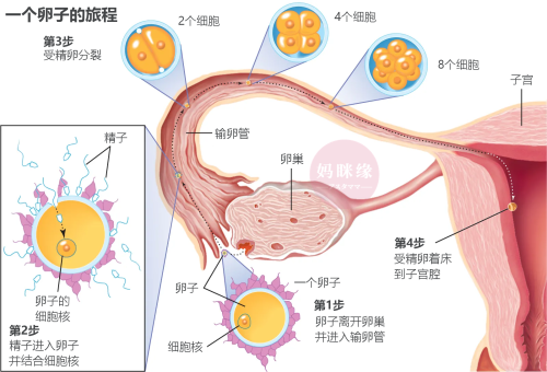 Journey of an Egg 精子卵子在输卵管里结合后移动到宫腔着床