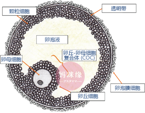 Fig. 1. Schematic representation of an antral follicle. 窦卵泡的示意图