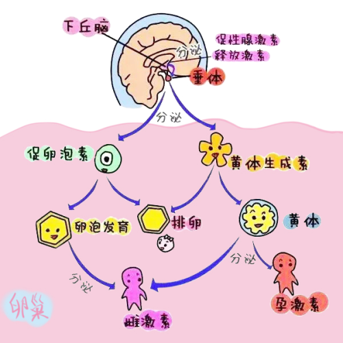 下丘脑 垂体 卵巢轴 003