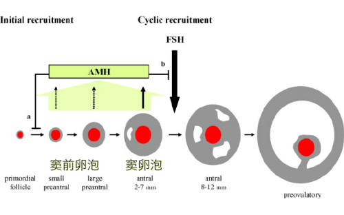 AMH 由直径2-7mm的窦前卵泡和窦卵泡分泌_1