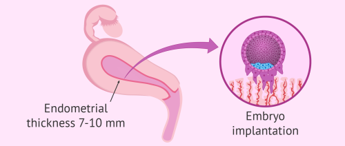 子宫内膜容受性和胚胎植入 endometrial receptivity and embryo implantation_1.png