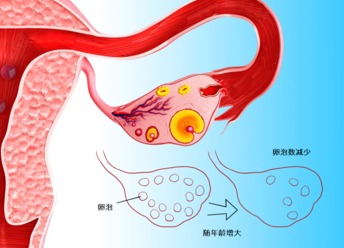 卵巢功能 随年龄增长而下降