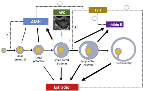 卵巢储备功能 卵泡期的不同阶段 AMH AFC FSH 测试_1