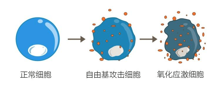 自由基破坏正常细胞过程.png